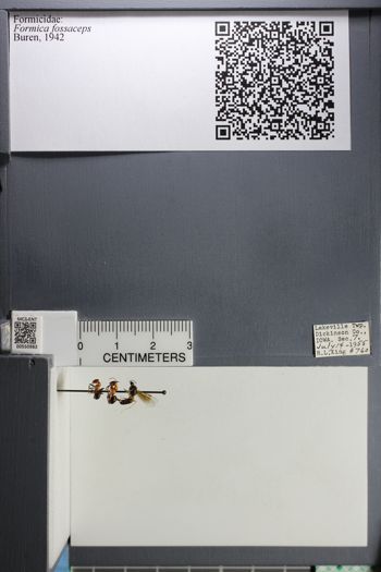 Media type: image;   Entomology 550983